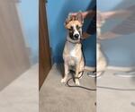 Small Shepradors