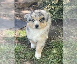 Miniature Australian Shepherd Puppy for sale in TAYLOR, TX, USA