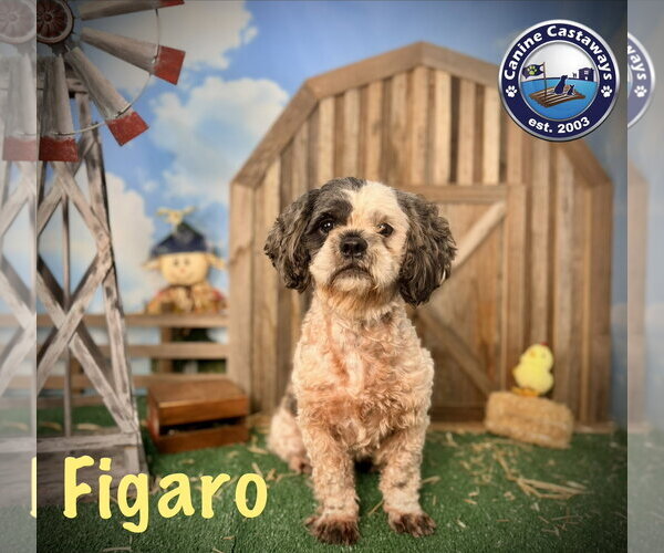 Medium Photo #4 Shih-Poo Puppy For Sale in Arcadia, FL, USA