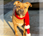 Small #4 Staffordshire Bull Terrier Mix