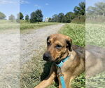 Small #3 German Shepherd Dog Mix