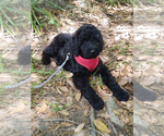 Small Photo #2 Poodle (Standard) Puppy For Sale in WIMAUMA, FL, USA