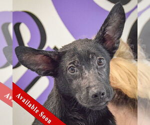 German Shepherd Dog-Unknown Mix Dogs for adoption in Huntley, IL, USA