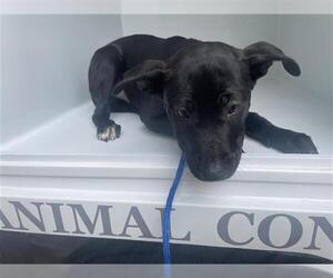 American Pit Bull Terrier Dogs for adoption in Houston, TX, USA