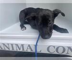 Small American Pit Bull Terrier