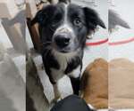 Small Border Collie