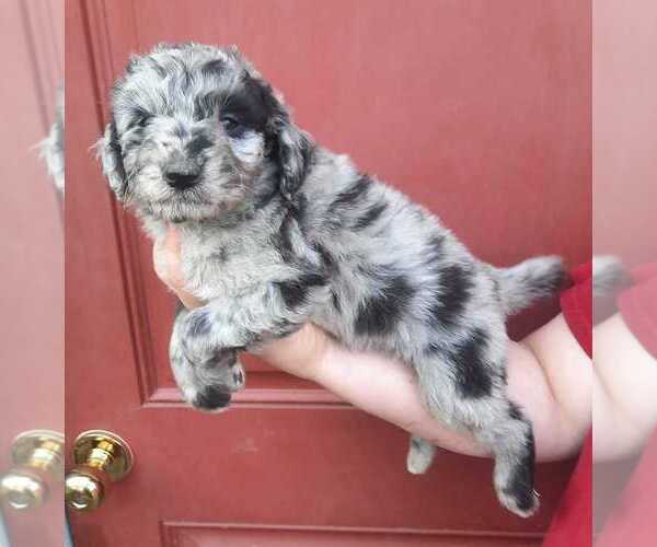 Medium Photo #14 Aussiedoodle Puppy For Sale in COTTAGEVILLE, SC, USA