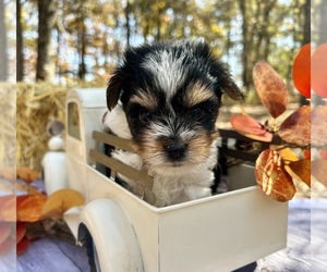 Biewer Terrier Puppy for sale in WINSLOW, AR, USA