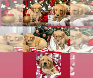 Golden Retriever Puppy for sale in LAWRENCE, KS, USA