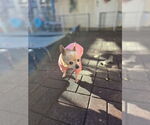 Small #4 Chihuahua