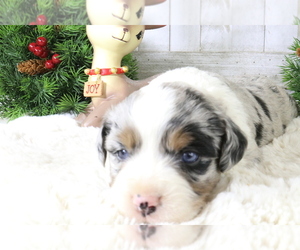 Australian Shepherd Puppy for Sale in STAFFORD, Virginia USA