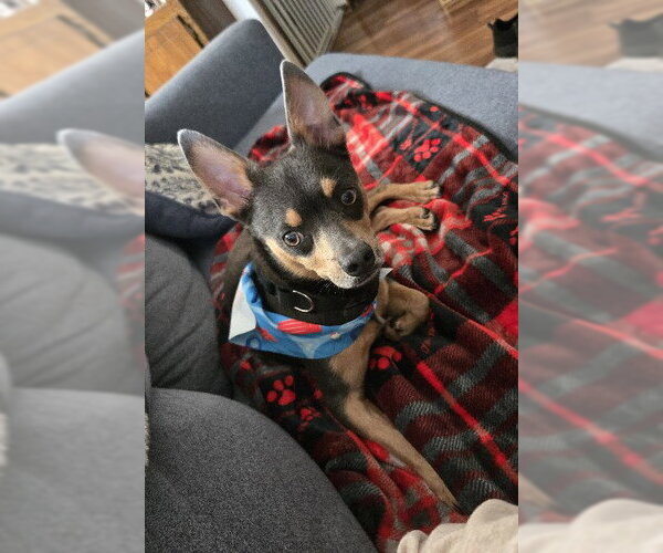 Medium Photo #2 Chihuahua Puppy For Sale in Belleuve, NE, USA