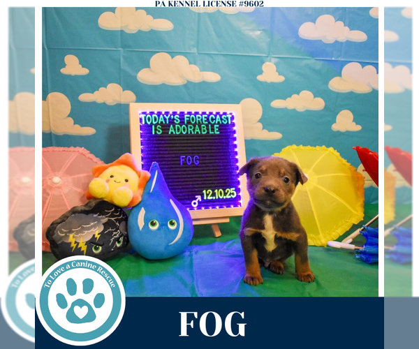 Medium Photo #5 Labrador Retriever-Unknown Mix Puppy For Sale in Kimberton, PA, USA