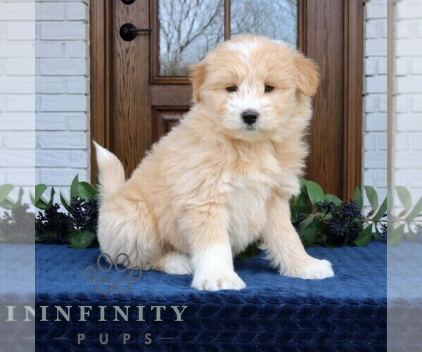 Medium Photo #3 Goldendoodle-Samoyed Mix Puppy For Sale in PARADISE, PA, USA