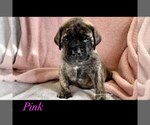 Small Photo #1 Mastiff Puppy For Sale in GALLOWAY, OH, USA