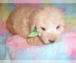 Small #1 Poodle (Toy)-Schnoodle (Miniature) Mix