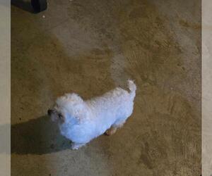 Maltese Puppy for sale in CORNERSVILLE, TN, USA