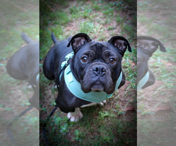 Medium Photo #1 Bulldog-Unknown Mix Puppy For Sale in Calhoun, GA, USA