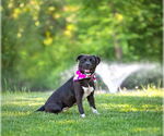 Small #1 Labrador Retriever Mix