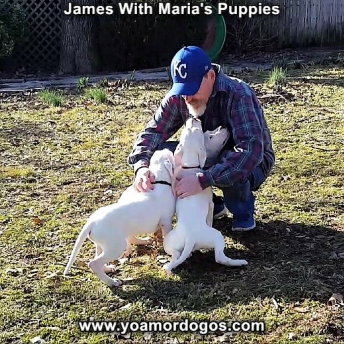 Medium Photo #71 Dogo Argentino Puppy For Sale in PINEVILLE, MO, USA