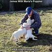 Small Photo #71 Dogo Argentino Puppy For Sale in PINEVILLE, MO, USA