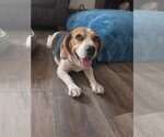 Small Photo #8 Beagle Puppy For Sale in Las Vegas, NV, USA