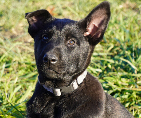 Medium Photo #1 Belgian Malinois Puppy For Sale in THAYER, MO, USA