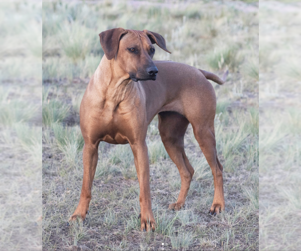 Medium Photo #1 Rhodesian Ridgeback Puppy For Sale in FAIRPLAY, CO, USA