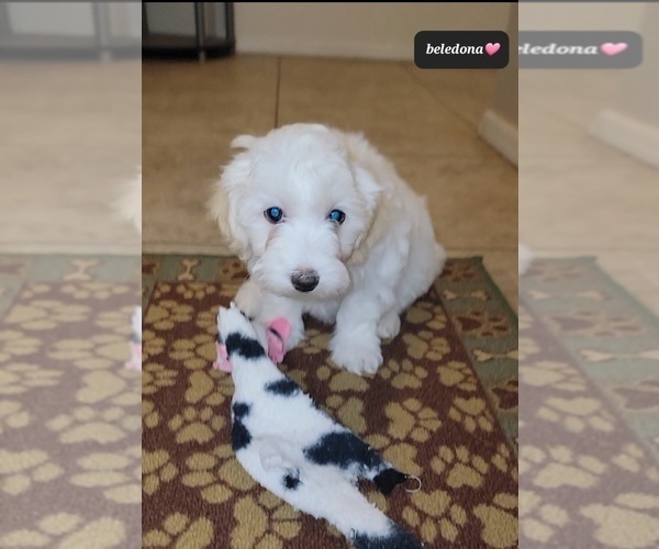 Medium Photo #3 Havanese Puppy For Sale in TUCSON, AZ, USA