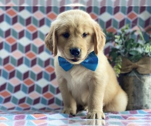 Golden Retriever Puppy for sale in LANCASTER, PA, USA