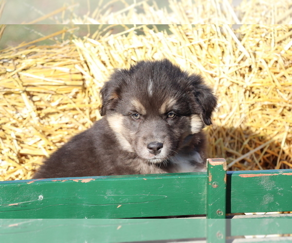 Full screen Photo #2 Australian Shepherd Puppy For Sale in SHILOH, OH, USA