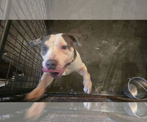 American Bulldog-Unknown Mix Dogs for adoption in Jackson, MS, USA
