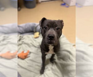 Mutt Dogs for adoption in Chula Vista, CA, USA