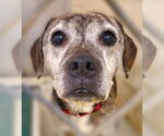 Small Beagle Mix
