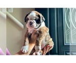 Small Photo #12 Olde English Bulldogge Puppy For Sale in OVERLAND, KS, USA
