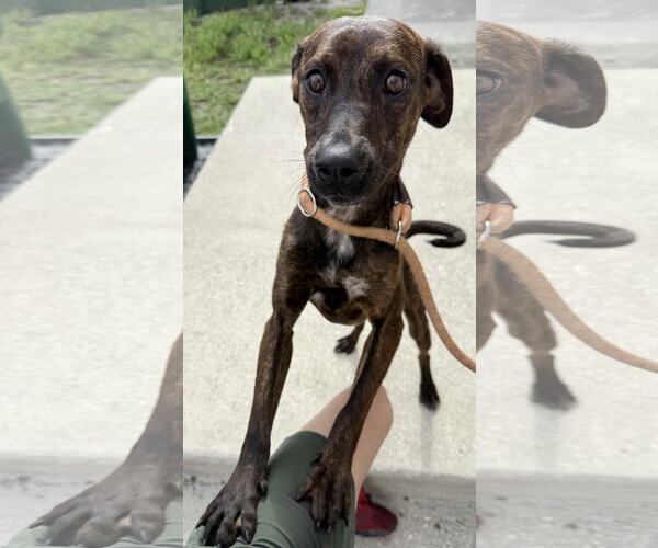 Medium Photo #2 Beagle-Plott Hound Mix Puppy For Sale in Sanford, FL, USA