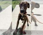 Small #1 Beagle-Plott Hound Mix