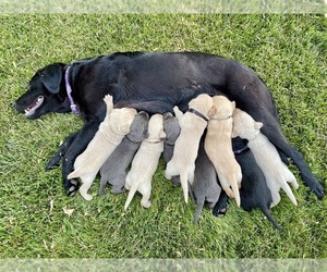 Labrador Retriever Puppy for Sale in MORRILL, Kansas USA