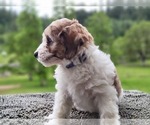 Small Photo #3 Aussiedoodle Miniature  Puppy For Sale in LEBANON, OR, USA