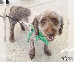 Shih Tzu-Unknown Mix Dogs for adoption in Washington, DC, USA