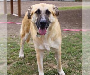 German Shepherd Dog Dogs for adoption in San Antonio, TX, USA