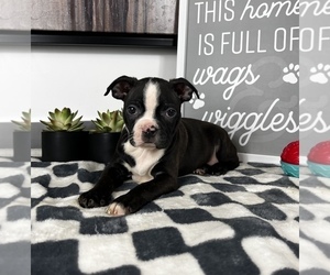 Boston Terrier Puppy for sale in FRANKLIN, IN, USA
