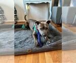 Small #5 American Pit Bull Terrier