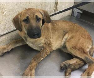 German Shepherd Dog-Unknown Mix Dogs for adoption in Riverside, CA, USA