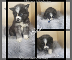 Small Photo #39 Siberian Husky Puppy For Sale in BLOOMFIELD, IN, USA
