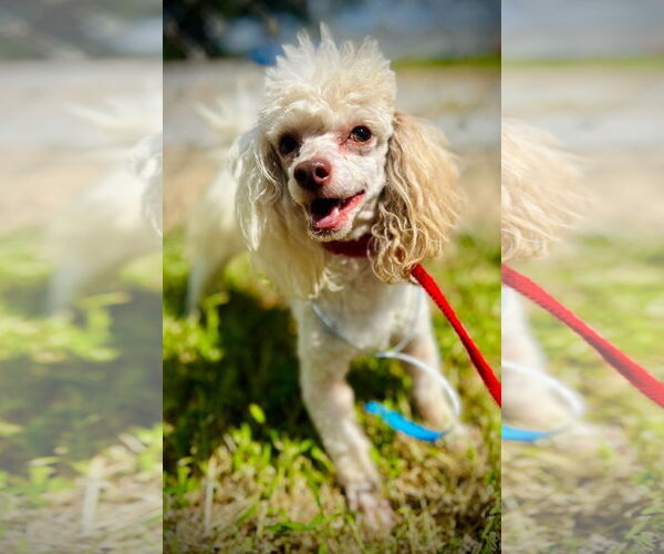 Medium Photo #2 Poodle (Toy) Puppy For Sale in Pacolet, SC, USA