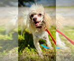 Small #1 Poodle (Toy)