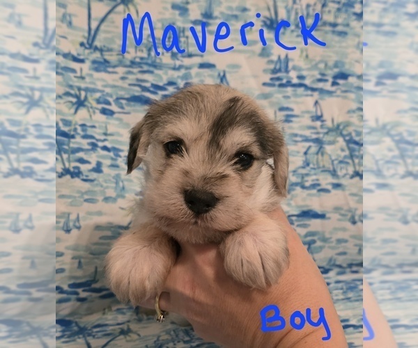 Medium Photo #6 Chizer Puppy For Sale in MONTEZUMA, GA, USA
