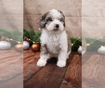 Small #6 Cavapoo (Toy)