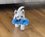Small #4 West Highland White Terrier